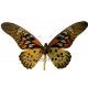 Papilio antimachus antimachus