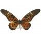 Papilio antimachus antimachus