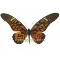 Papilio antimachus antimachus