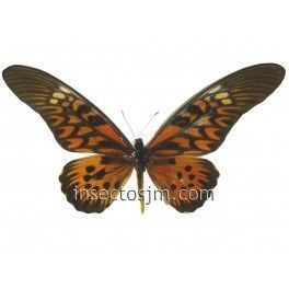 Papilio antimachus antimachus