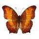 Vindula  dejone dejone (Macho)