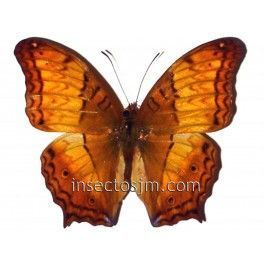 Vindula  dejone dejone (Macho)
