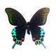 Papilio hermeli