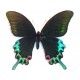 Papilio hermeli