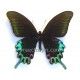 Papilio hermeli