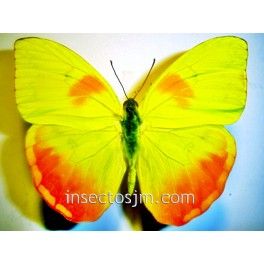 Phoebis philea huebneri