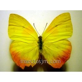 Phoebis philea huebneri