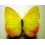Phoebis philea huebneri