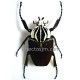 Goliathus goliathus goliathus