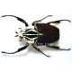 Goliathus goliathus goliathus